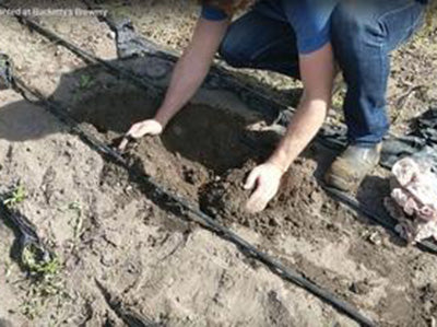 The first hops are in the ground