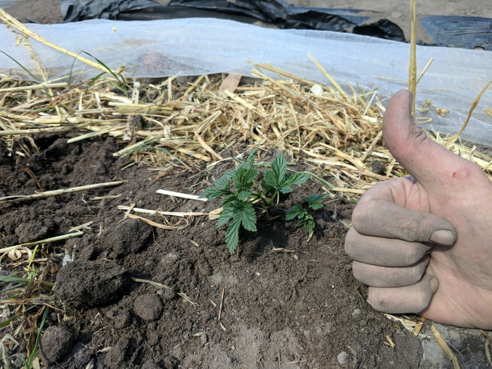 The hops are sprouting!