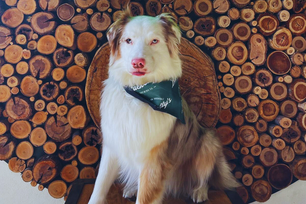 Bucketty's Dog Bandana